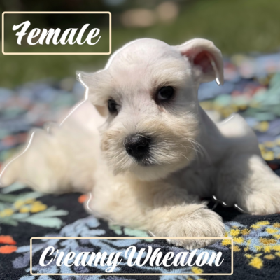 Wheaton female