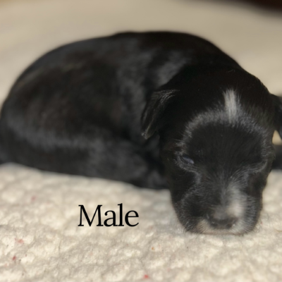 Black Male with white markings — photo 1