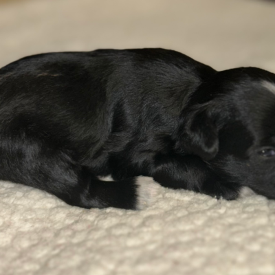 Black Male with white markings — photo 2