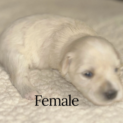 Wheaton female — photo 1