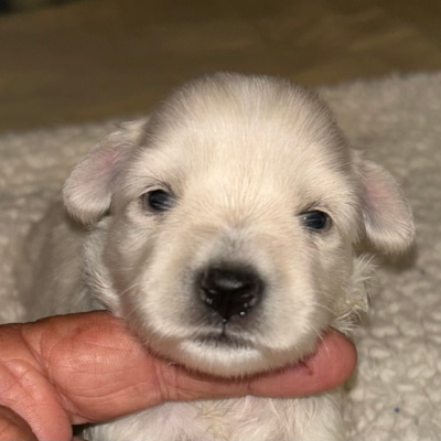 Wheaton female — photo 2