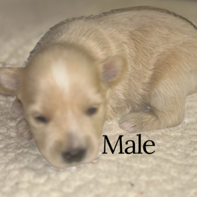 Wheaton Male — photo 1