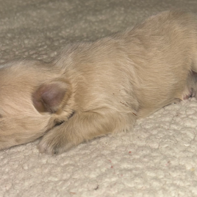 Wheaton Male — photo 2