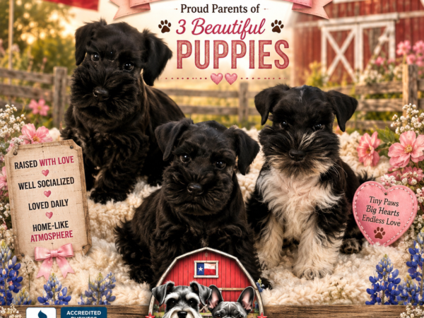 Sasha and Loverboy schnauzer puppies