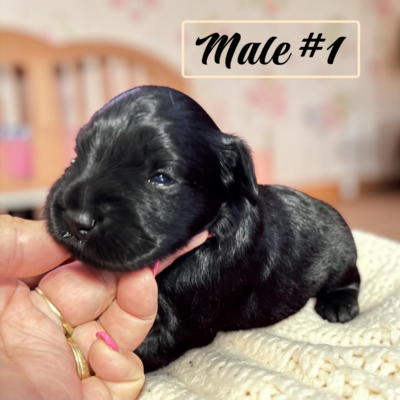 Black male