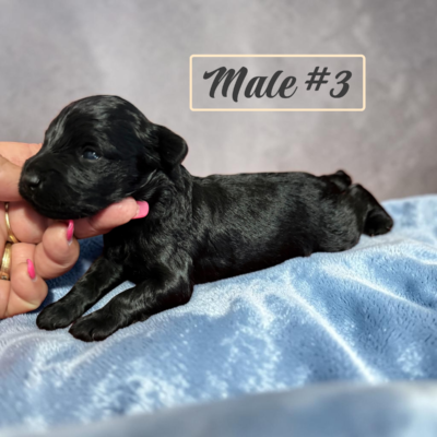 Black Male