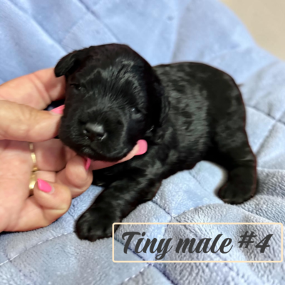 Tiny Black Male