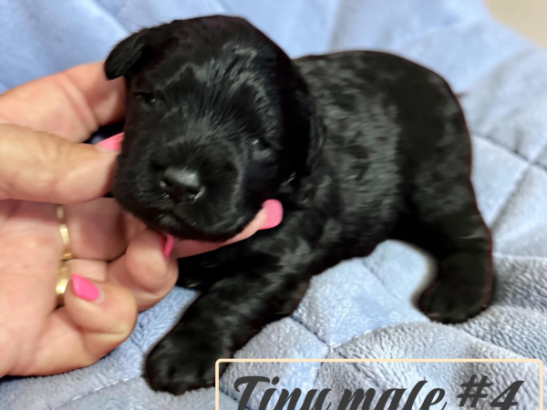 Sasha and Loverboy schnauzer puppies
