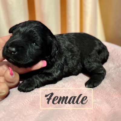 Black Female