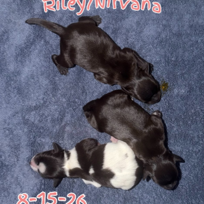 Male schnauzer puppy from Lonestar Farms