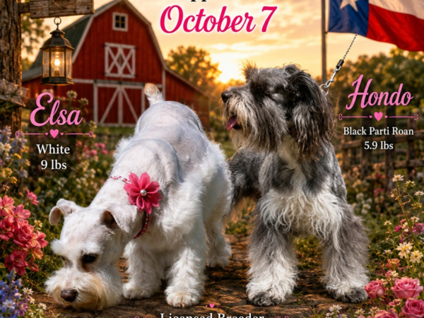 Elsa × Hondo upcoming litter