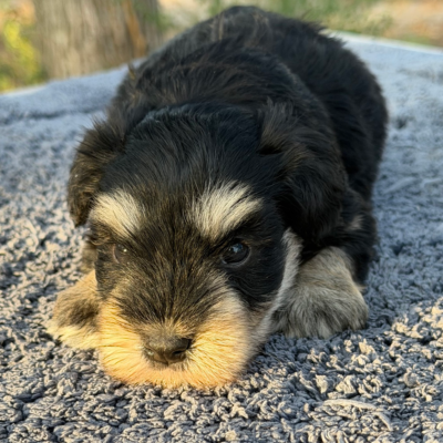 Black & Silver Phantom Male