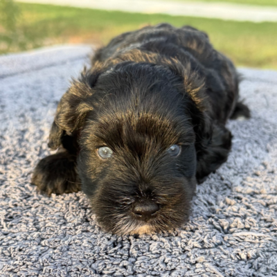 Black Male