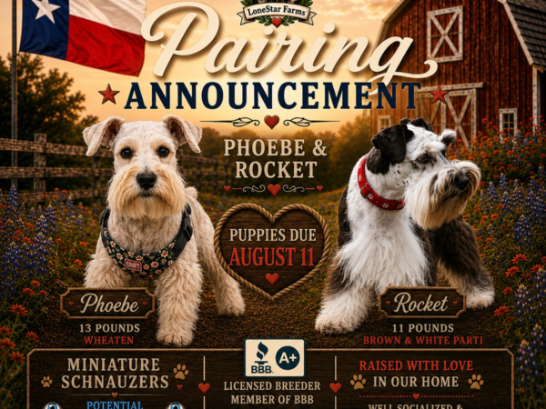 Phoebe × Rocket upcoming litter