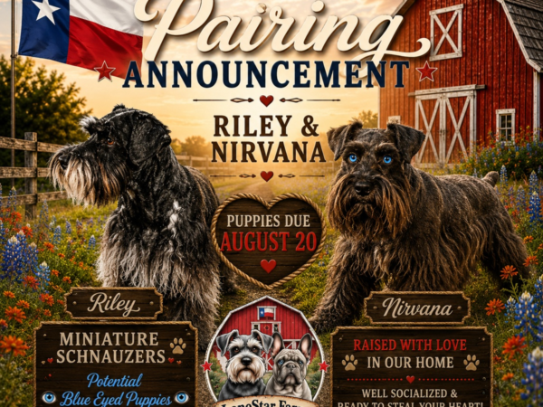 Riley × Nirvana upcoming litter