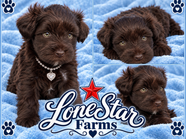 Riley and Nirvana schnauzer puppies