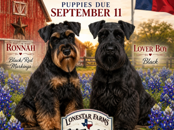 Ronnah × Lover Boy upcoming litter