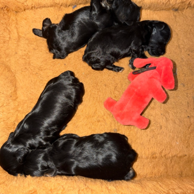 Male schnauzer puppy from Lonestar Farms