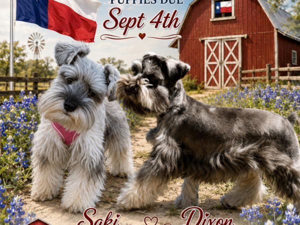 Saki × Dixon upcoming litter