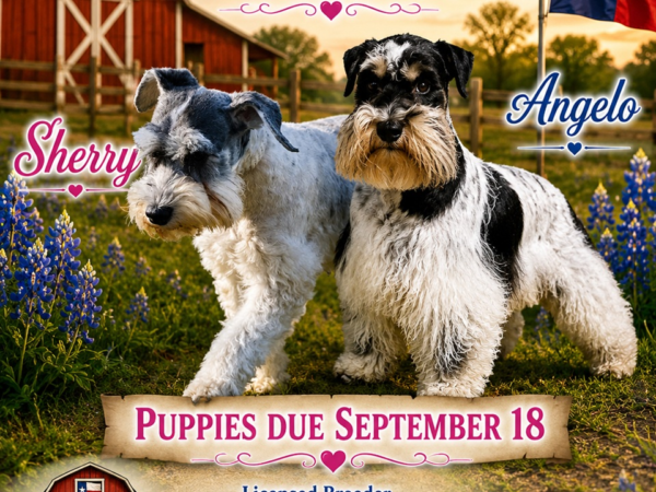 Sherry × Angelo upcoming litter